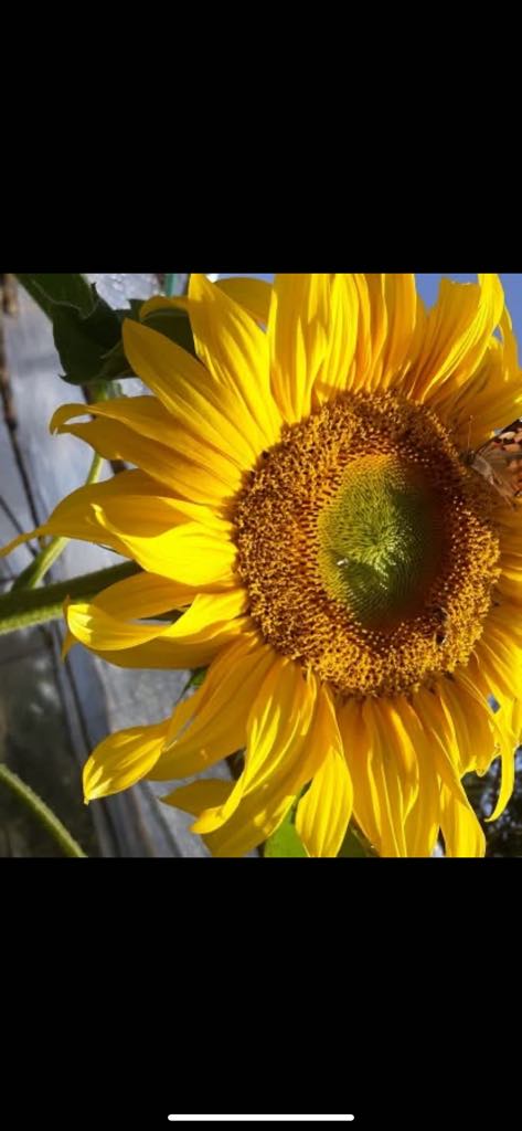 Ceramic Mug, Sunflowers, Light in the Darkness, (15oz)
